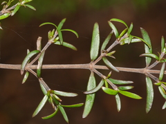 Coprosma microcarpa