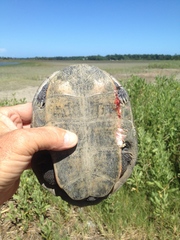 Malaclemys terrapin centrata