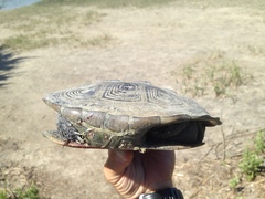 Malaclemys terrapin centrata