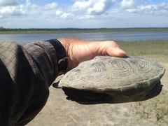 Malaclemys terrapin centrata