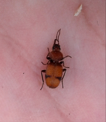 Micrixys distincta