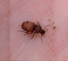 Micrixys distincta