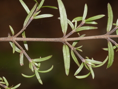 Coprosma microcarpa