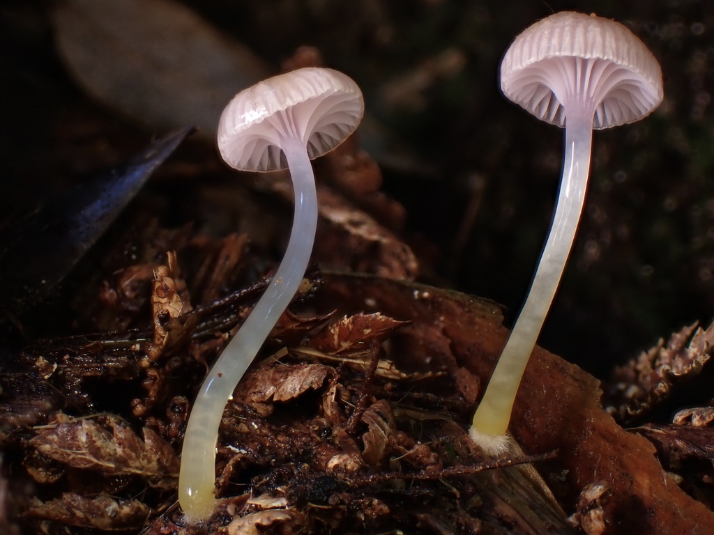 Hygrocybe roseoflavida