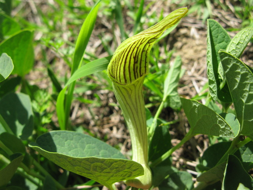 Aristolochia fontanesii
