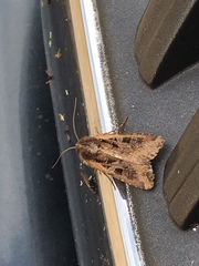 Euxoa ochrogaster