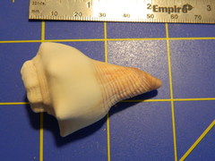 Pleuroploca trapezium