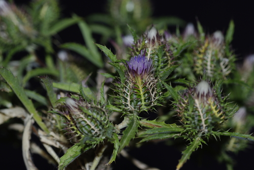 Birdcage Thistle