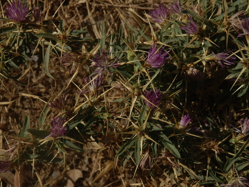 purple star-thistle