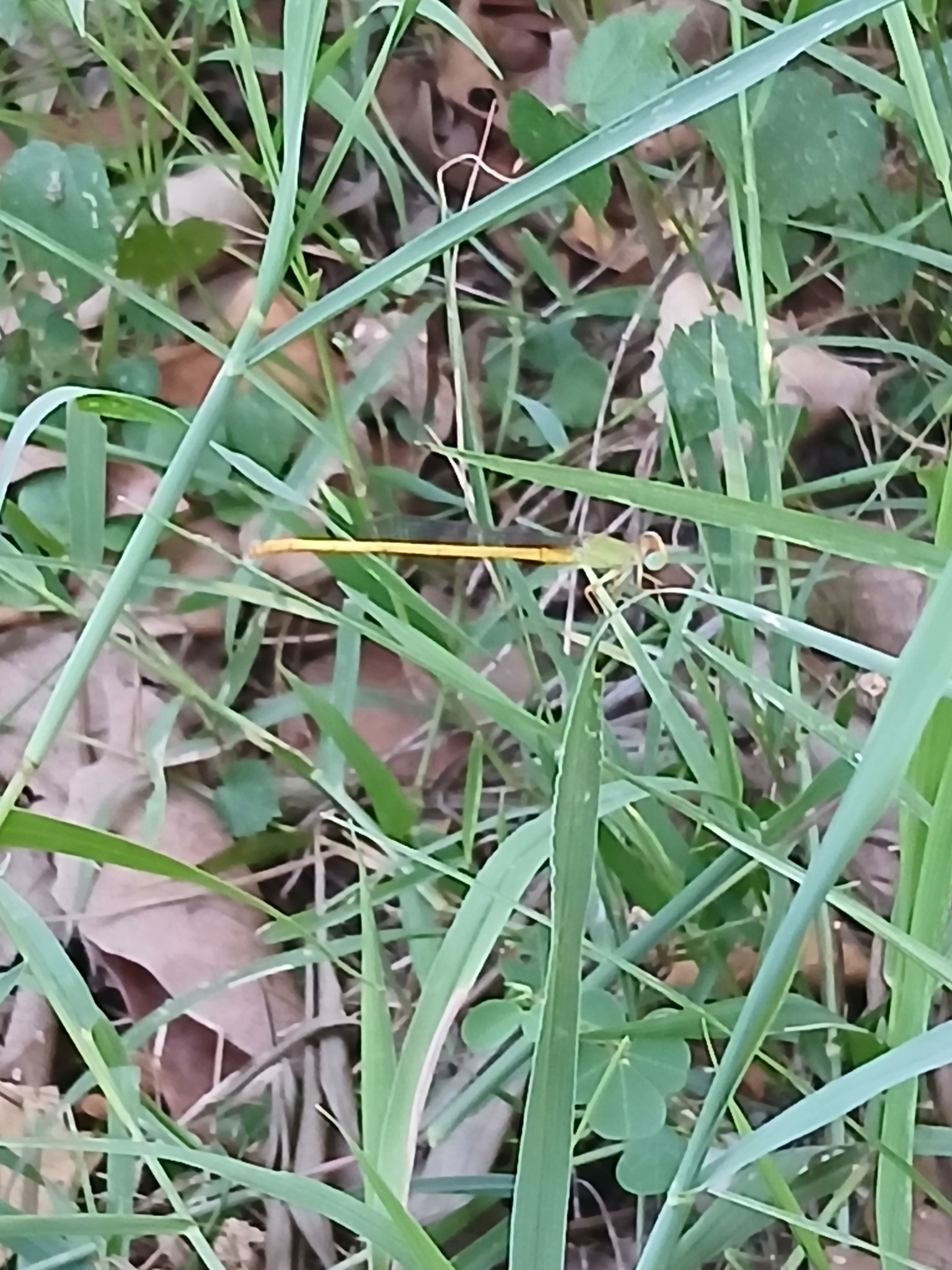 Coromandel Marsh Dart