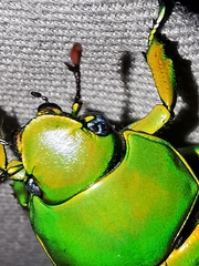 Chrysina psittacina