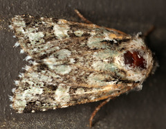 Lacinipolia strigicollis