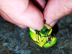 Chrysina psittacina