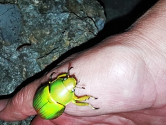 Chrysina psittacina