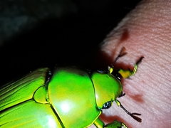 Chrysina psittacina