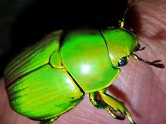 Chrysina psittacina