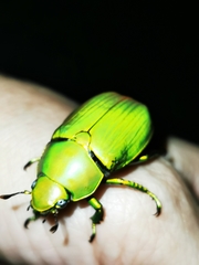 Chrysina psittacina