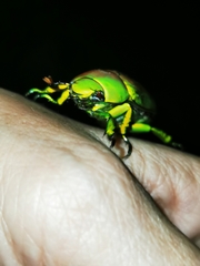 Chrysina psittacina