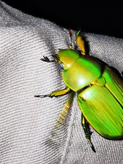 Chrysina psittacina