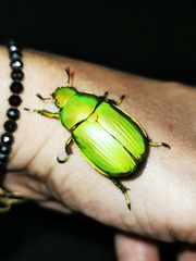Chrysina psittacina
