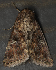 Properigea albimacula