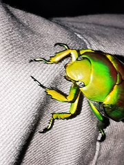 Chrysina psittacina