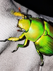 Chrysina psittacina