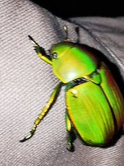 Chrysina psittacina
