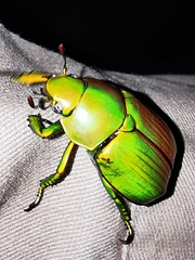 Chrysina psittacina