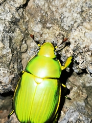 Chrysina psittacina