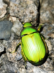 Chrysina psittacina