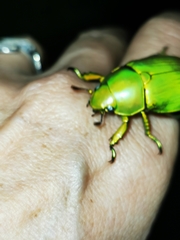Chrysina psittacina
