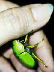 Chrysina psittacina