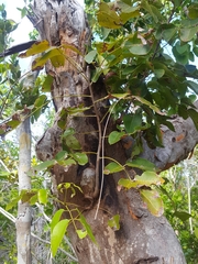 Metopium toxiferum image