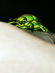 Chrysina psittacina