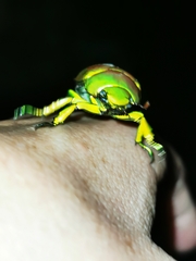 Chrysina psittacina