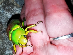 Chrysina psittacina