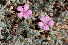 Frankenia serpyllifolia