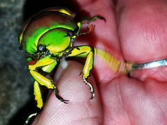 Chrysina psittacina