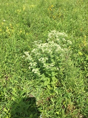 Eupatorium pilosum