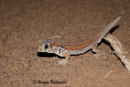 Teratoscincus mesriensis