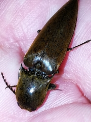 Elaterini