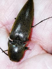 Elaterini