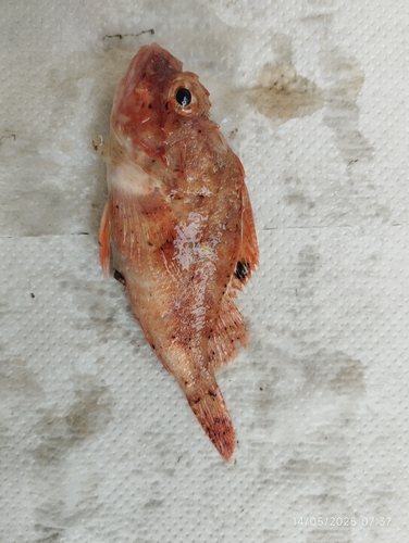 Cadenat's rockfish (Scorpaena loppei) — Scorpaenidae — 4