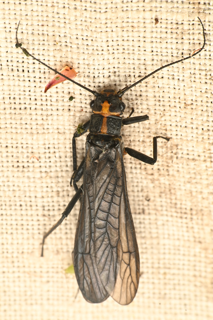 Beautiful Springfly