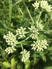 Eupatorium pilosum