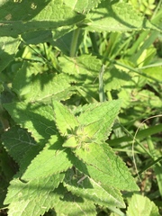 Eupatorium pilosum