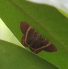 Phrygionis paradoxata