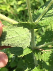 Eupatorium pilosum