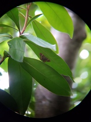 Phrygionis paradoxata